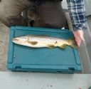 Derek Cowan's 4 lbs Watten Trout. June 2015